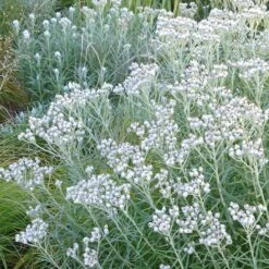 New Snow Pearly Everlasting (Anaphalis) -Garden Wonders anaphalis margaritacea pearly everlasting chatfield white