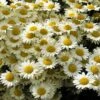 Susanna Mitchell Marguerite Daisy (Anthemis) 2 Susanna Mitchell Marguerite Daisy (Anthemis) -Garden Wonders anthemis tinctoria 19981 2