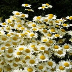 Susanna Mitchell Marguerite Daisy (Anthemis) -Garden Wonders anthemis tinctoria 19981