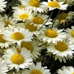 Susanna Mitchell Marguerite Daisy (Anthemis) -Garden Wonders anthemis tinctoria 19981 close up