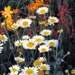 Susanna Mitchell Marguerite Daisy (Anthemis) -Garden Wonders anthemis tinctoria susanna mitchell 3