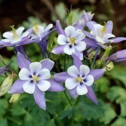 Rocky Mountain Columbine -Garden Wonders aquilegia caerulea rocky mountai