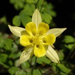 Golden Spur Columbine 8 Golden Spur Columbine -Garden Wonders aquilegia chrysantha golden spur