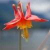 Arizona Columbine 2 Arizona Columbine -Garden Wonders aquilegia desertorum 1