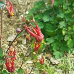 Little Lanterns Columbine 11 Little Lanterns Columbine -Garden Wonders aquilegia little lanterns cropped 5 1