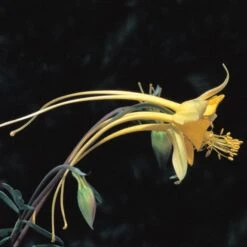 Swallowtail® Columbine -Garden Wonders aquilegia species swallowtail 20822 2 web 1