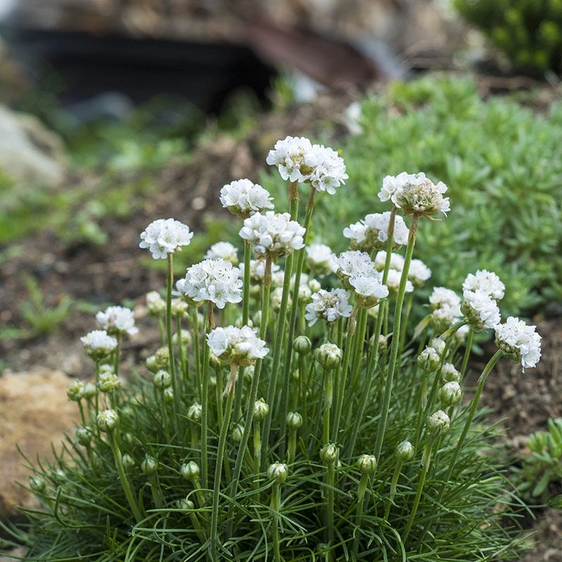 Morning Star White Armeria 3 Morning Star White Armeria
