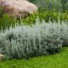 Seafoam Artemisia -Garden Wonders artemisia versicolor sea foam david.winger plant select cropped