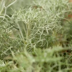 Seafoam Artemisia -Garden Wonders artemisia versicolor seafoam