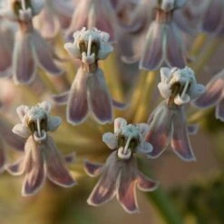 California Narrow Leaf Milkweed -Garden Wonders asclepias fascicularis santa monica trails council 2 cropped