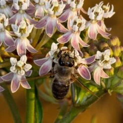 California Narrow Leaf Milkweed -Garden Wonders asclepias fascicularis santa monica trails council 3 cropped