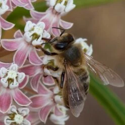 California Narrow Leaf Milkweed -Garden Wonders asclepias fascicularis santa monica trails council 4 cropped