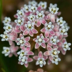 California Narrow Leaf Milkweed -Garden Wonders asclepias fascicularis santa monica trails council 5 cropped