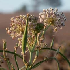 California Narrow Leaf Milkweed -Garden Wonders asclepias fascicularis santa monica trails council 6 cropped