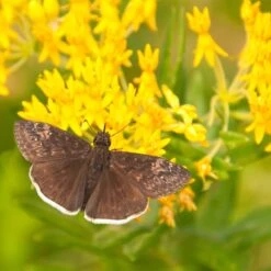 Hello Yellow Butterfly Weed -Garden Wonders asclepias hello yellow milkweed blooms