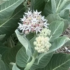 Butterfly & Bee Friendly Collection For The East & Midwest -Garden Wonders asclepias speciosa davis showy pink milkweed close up flower