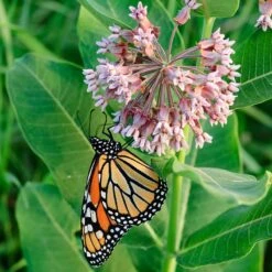 Common Milkweed 11 Common Milkweed -Garden Wonders asclepias syriaca 1