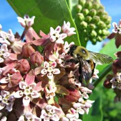 Common Milkweed 12 Common Milkweed -Garden Wonders asclepias syriaca 2