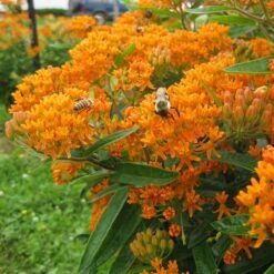 Butterfly Weed (Clay Form) -Garden Wonders asclepias tuberosa butterfly weed 2 1
