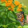 Butterfly Weed (Clay Form) 1 Butterfly Weed (Clay Form) -Garden Wonders asclepias tuberosa monarch butterly hblbjxx
