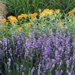 Sharon Roberts English Lavender -Garden Wonders asclepias western gold mix lavandula angust sharon roberts 1