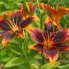 Evening Sunset Lily Bulb Collection -Garden Wonders asiatic lily forever susan 1 1
