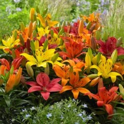 Evening Sunset Lily Bulb Collection -Garden Wonders asiatic lily mix flowers garden