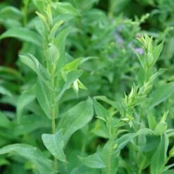 Bluebird Smooth Aster -Garden Wonders ast laev bluebird foliage northcreek nurseries cropped