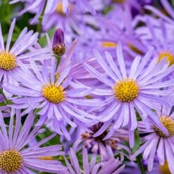 Monch Frikart's Aster 8 Monch Frikart's Aster -Garden Wonders aster x frikartii m nch flower close up