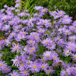Monch Frikart's Aster 9 Monch Frikart's Aster -Garden Wonders aster x frikartii m nch flowers garden