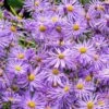 Monch Frikart's Aster -Garden Wonders aster x frikartii m nch garden