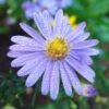 Bluebird Smooth Aster -Garden Wonders aster bluebird mt cuba closeup cropped