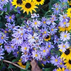 Bluebird Smooth Aster -Garden Wonders aster bluebird with rudbeckia mt cuba closeup cropped