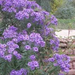 Professor Kippenberg New York Aster -Garden Wonders aster novi belgii professor kippenberg web