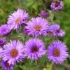 Purple Dome New England Aster -Garden Wonders aster purple dome close up cropp