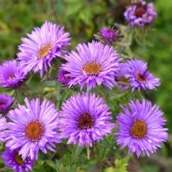 Butterfly & Bee Friendly Collection For The East & Midwest -Garden Wonders aster purple dome close up cropped 2