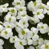 Axcent™ White Aubrieta -Garden Wonders aubrieta axcent white 1