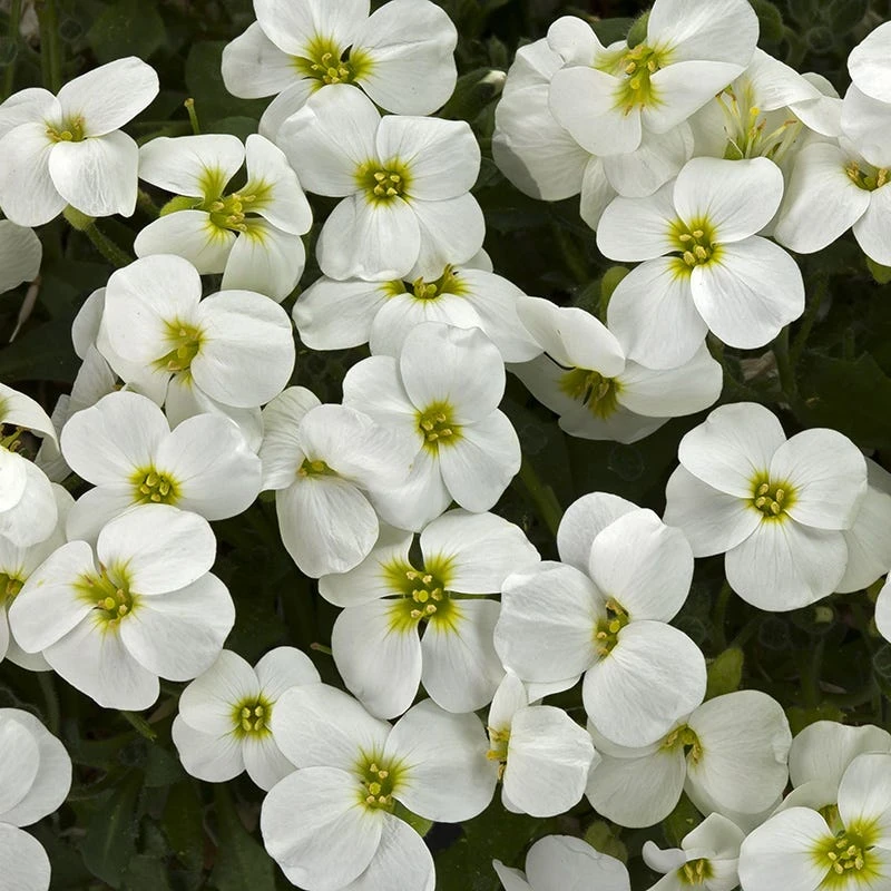 Axcent™ White Aubrieta 3 Axcent™ White Aubrieta
