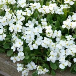 Axcent™ White Aubrieta 7 Axcent™ White Aubrieta -Garden Wonders aubrieta axcent white 3