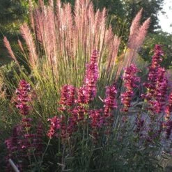 Ava Agastache -Garden Wonders ava agastache w muhly pink flamingo