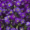 Axcent™ Deep Purple Aubrieta -Garden Wonders axcent deep purple rock cress 1