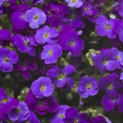 Garden Wonders -Garden Wonders axcent deep purple rock cress 2
