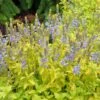 Aztec Gold Veronica 1 Aztec Gold Veronica -Garden Wonders aztec gold veronica 1 2