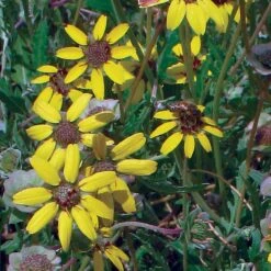 Mora County Chocolate Flower Mix (Berlandiera) -Garden Wonders berlandiera chocolate flower 25391 2