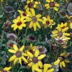 Mora County Chocolate Flower Mix (Berlandiera) -Garden Wonders berlandiera chocolate flower 25391 1