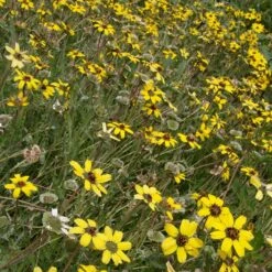 Mora County Chocolate Flower Mix (Berlandiera) -Garden Wonders berlandiera lyrata david.winger cropped 2