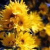 Santa Fe Maximilian's Sunflower (Helianthus) -Garden Wonders betty griffith maximilliana sant