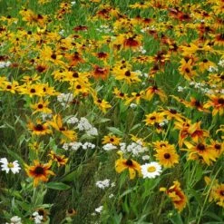 Dry Area Wildflower Seed Mix -Garden Wonders black eyed susan gloriosa daisy yarrow
