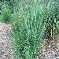 Blaze Little Bluestem Grass -Garden Wonders blaze little bluestem credit hoffmannursery