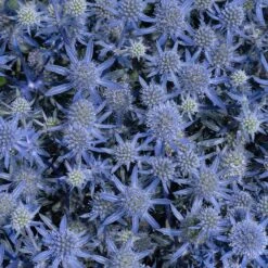 Blue Glitter Sea Holly (Eryngium) -Garden Wonders blue glitter sea holly 2